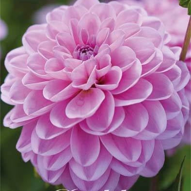Dahlia Boll Dallas 1-pack NYHET